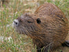 NUTRIA - CALVENDO Foto-Puzzle - calvendoverlag 29.99