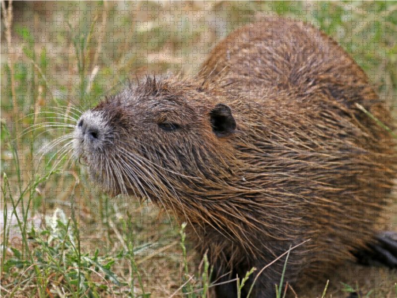 NUTRIA - CALVENDO Foto-Puzzle - calvendoverlag 29.99