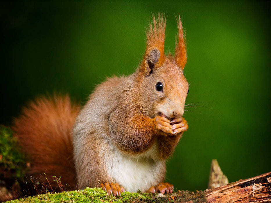 Das Eichhörnchen - CALVENDO Foto-Puzzle