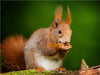 Das Eichhörnchen - CALVENDO Foto-Puzzle - calvendoverlag 29.99