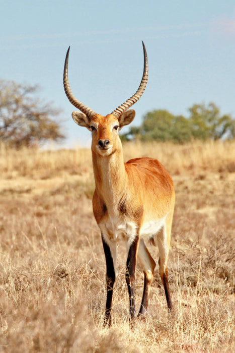 Toile textile haut de gamme Toile textile haut de gamme 80 cm x 120 cm de haut Antilope rouge des marais (Lechwe) mâle 