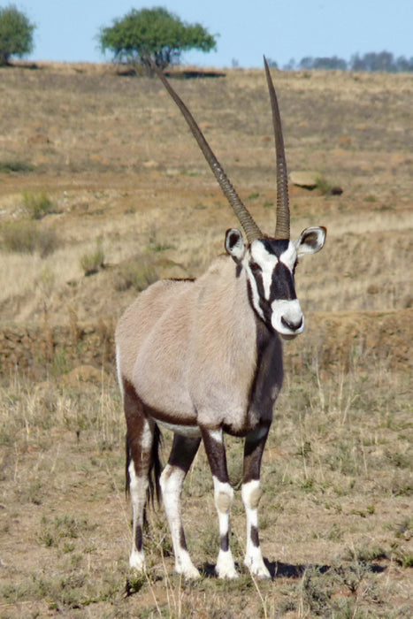 Toile textile premium Toile textile premium 60 cm x 90 cm de haut Gemsbok (oryx) mâle 