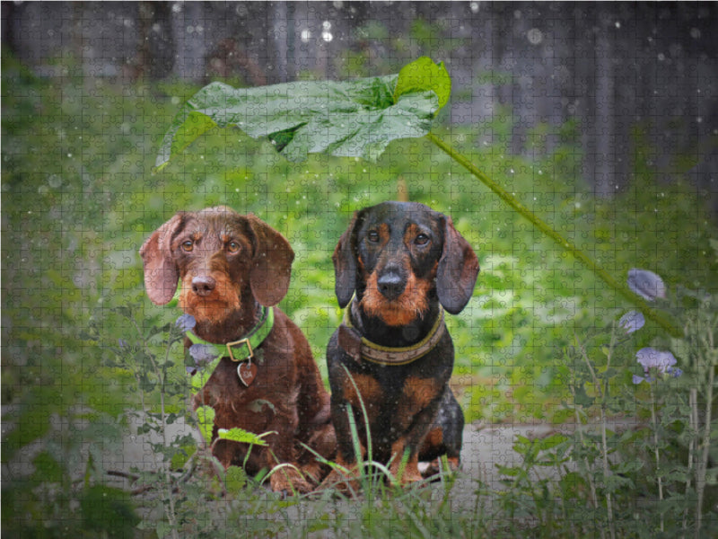 August Schnuffel vom Schwindauer Land, schwarz-rot mit Ida von Kleinhehlen, braun, Rauhaar - CALVENDO Foto-Puzzle - calvendoverlag 29.99