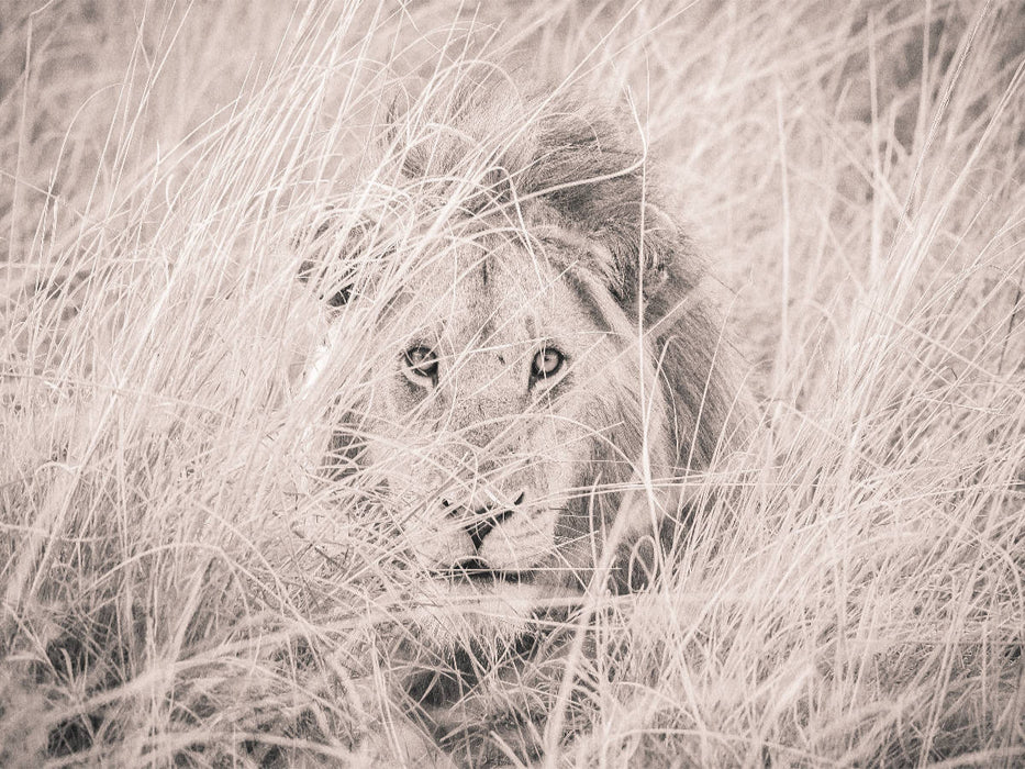 Lions dans le Masai Mara du Kenya - Puzzle photo CALVENDO 