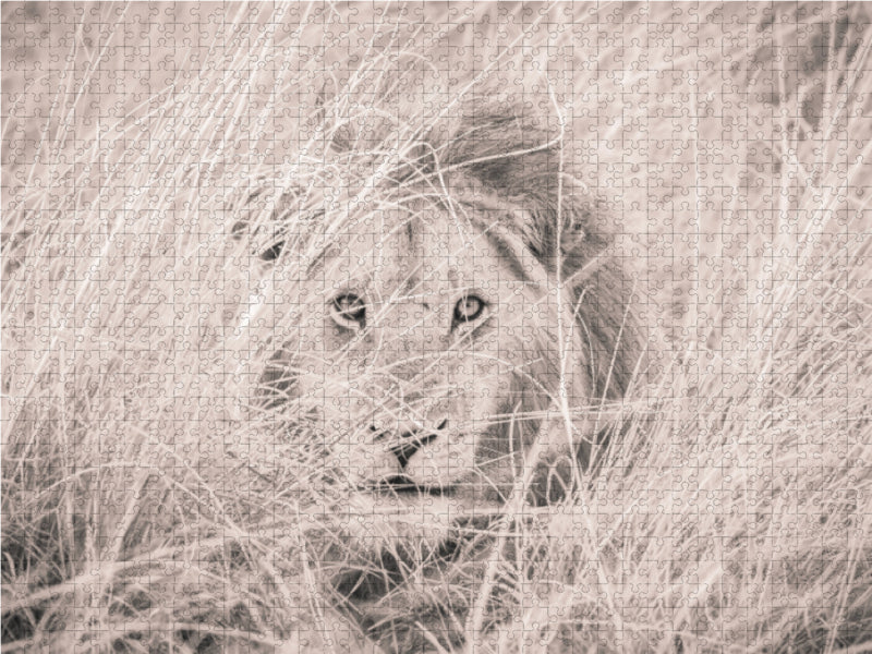 Löwen in der Maasai Mara von Kenia - CALVENDO Foto-Puzzle - calvendoverlag 29.99