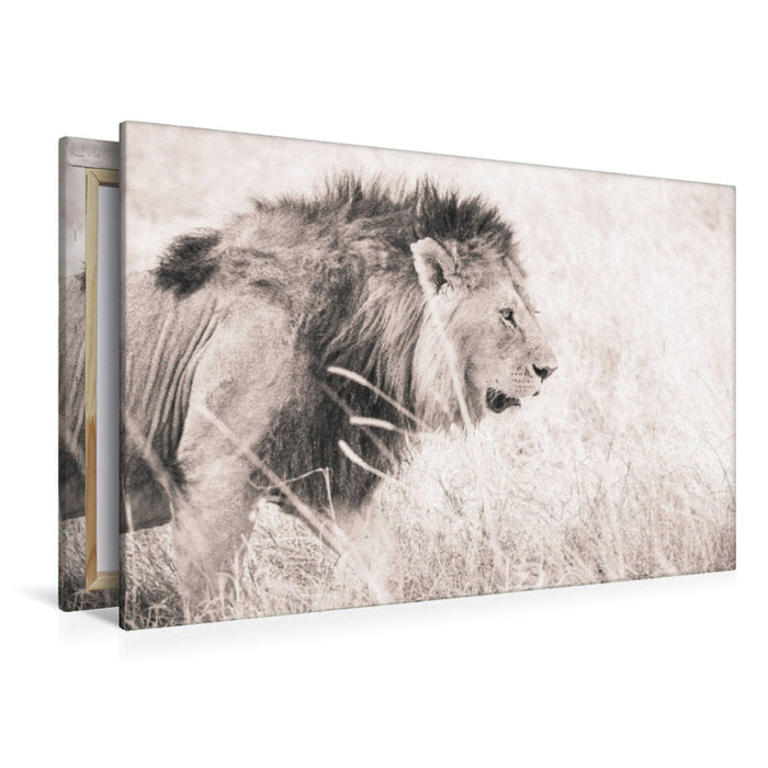 Premium Textil-Leinwand Premium Textil-Leinwand 120 cm x 80 cm quer Ein Motiv aus dem Kalender Löwen in der Maasai Mara von Kenia