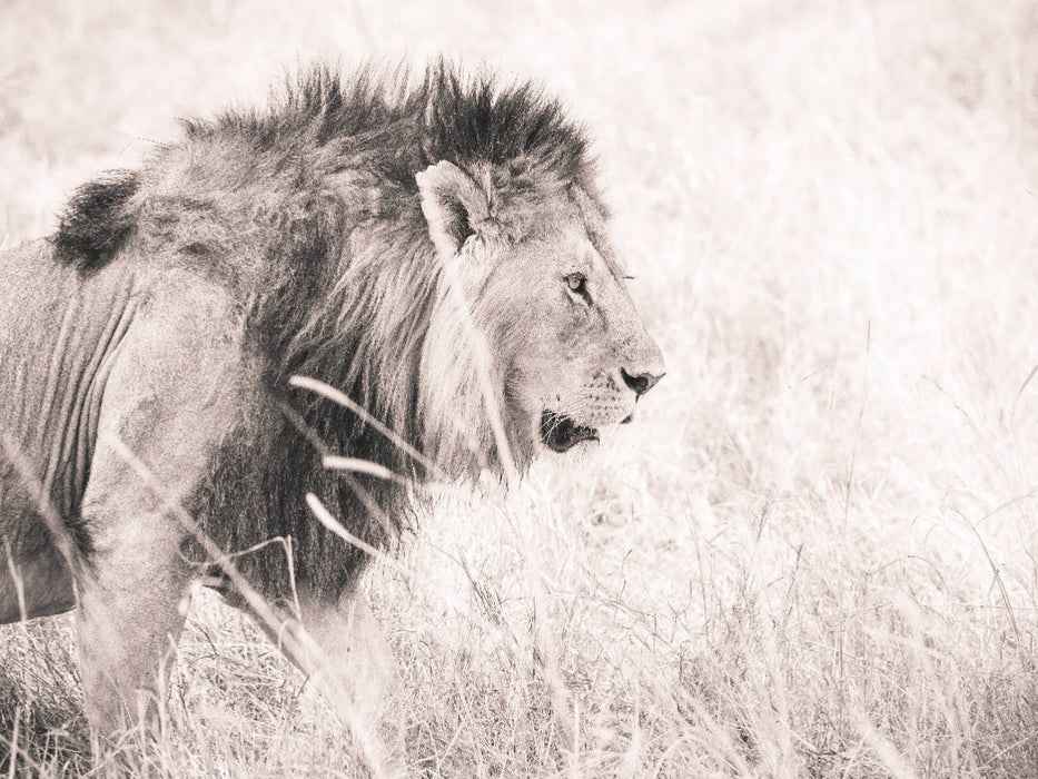 Lions in the Maasai Mara of Kenya - CALVENDO photo puzzle 