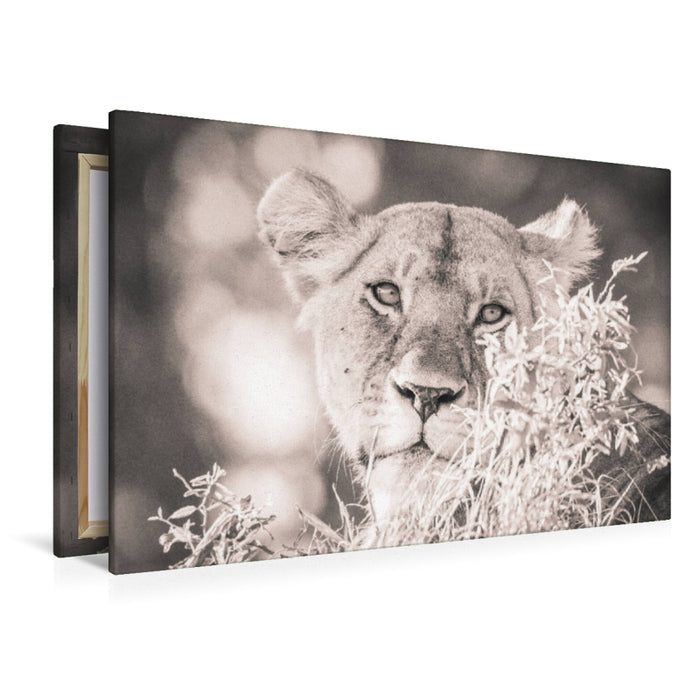 Premium Textil-Leinwand Premium Textil-Leinwand 120 cm x 80 cm quer Ein Motiv aus dem Kalender Löwen in der Maasai Mara von Kenia