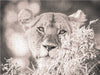 Löwen in der Maasai Mara von Kenia - CALVENDO Foto-Puzzle - calvendoverlag 29.99
