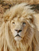 Ein Bild von dem Kalender: Weiße Löwen Impressionen von Südafrika - CALVENDO Foto-Puzzle - calvendoverlag 29.99