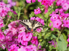 Phlox - CALVENDO Foto-Puzzle - calvendoverlag 29.99