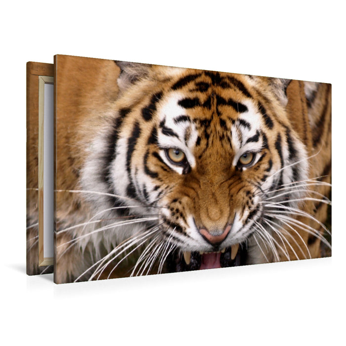 Premium Textil-Leinwand Premium Textil-Leinwand 120 cm x 80 cm quer Tiger