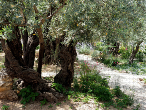 Gethsemane - CALVENDO Foto-Puzzle - calvendoverlag 29.99