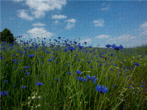 Cornflowers Faszination in Blau - CALVENDO Foto-Puzzle - calvendoverlag 29.99