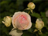 Zauberhafte Rosen - CALVENDO Foto-Puzzle - calvendoverlag 29.99
