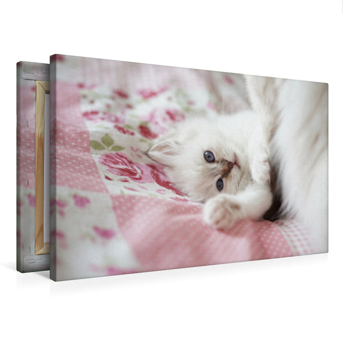 Premium Textil-Leinwand Premium Textil-Leinwand 75 cm x 50 cm quer Heilige Birma Kitten, chocolate tabby point