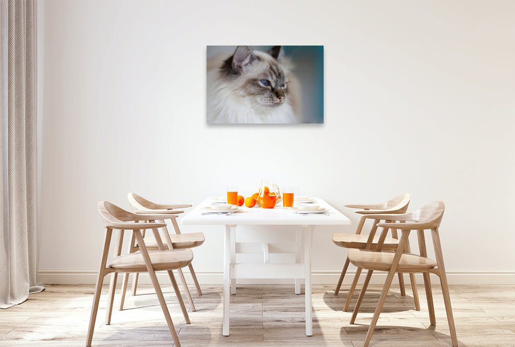 Premium Textil-Leinwand Premium Textil-Leinwand 90 cm x 60 cm quer Heilige Birma Katze, seal tabby point