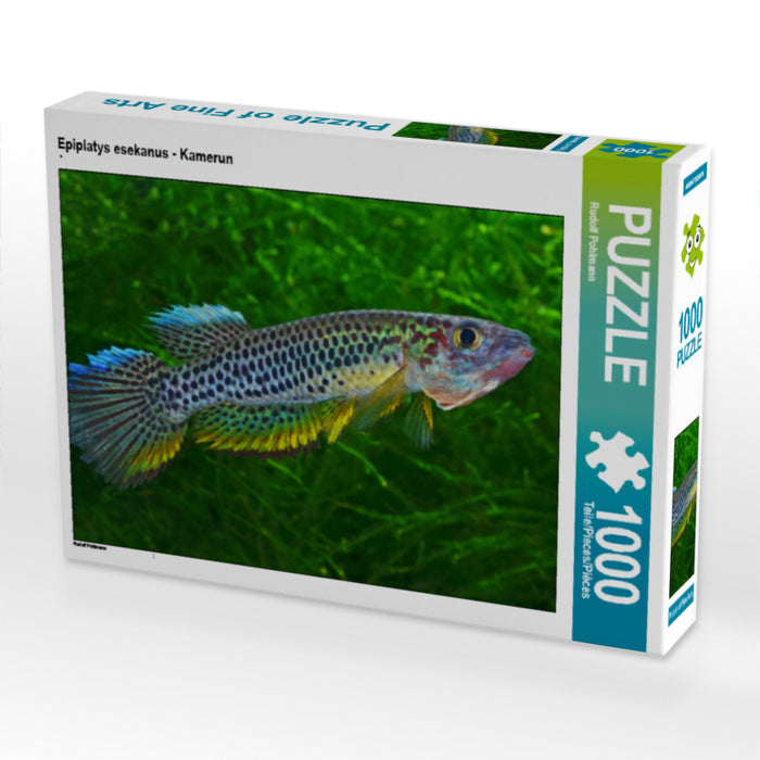 Epiplatys esekanus - Kamerun - CALVENDO Foto-Puzzle - calvendoverlag 29.99