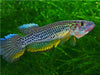 Epiplatys esekanus - Kamerun - CALVENDO Foto-Puzzle - calvendoverlag 29.99