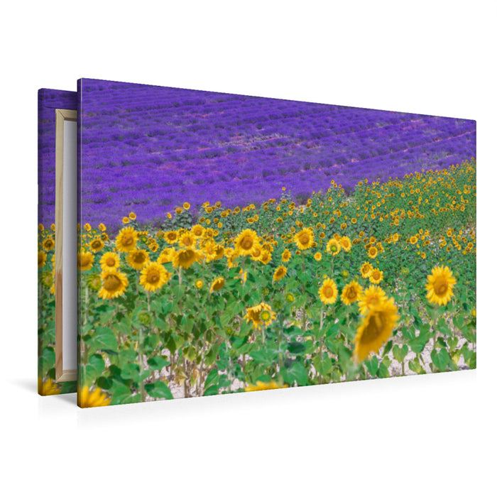 Premium Textil-Leinwand Premium Textil-Leinwand 120 cm x 80 cm quer Sonnenblumen mit Lavendel