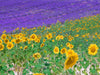 Sonnenblumen mit Lavendel - CALVENDO Foto-Puzzle - calvendoverlag 29.99