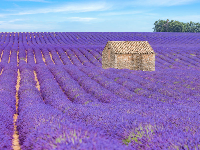 Provence, Lavendelzeit in Südfrankreich - CALVENDO Foto-Puzzle - calvendoverlag 29.99