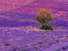 Baum in Lavendelfeldern in Ferrassières - CALVENDO Foto-Puzzle - calvendoverlag 29.99