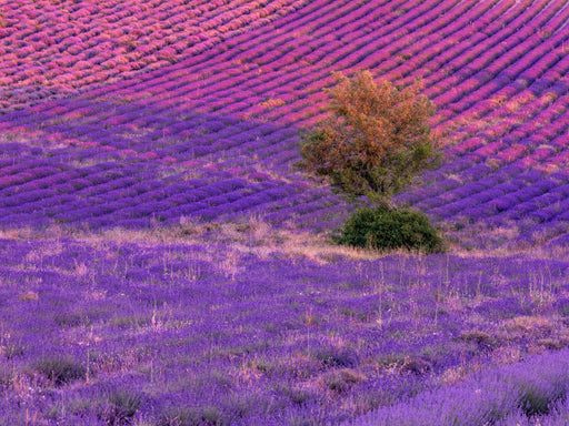 Baum in Lavendelfeldern in Ferrassières - CALVENDO Foto-Puzzle - calvendoverlag 29.99