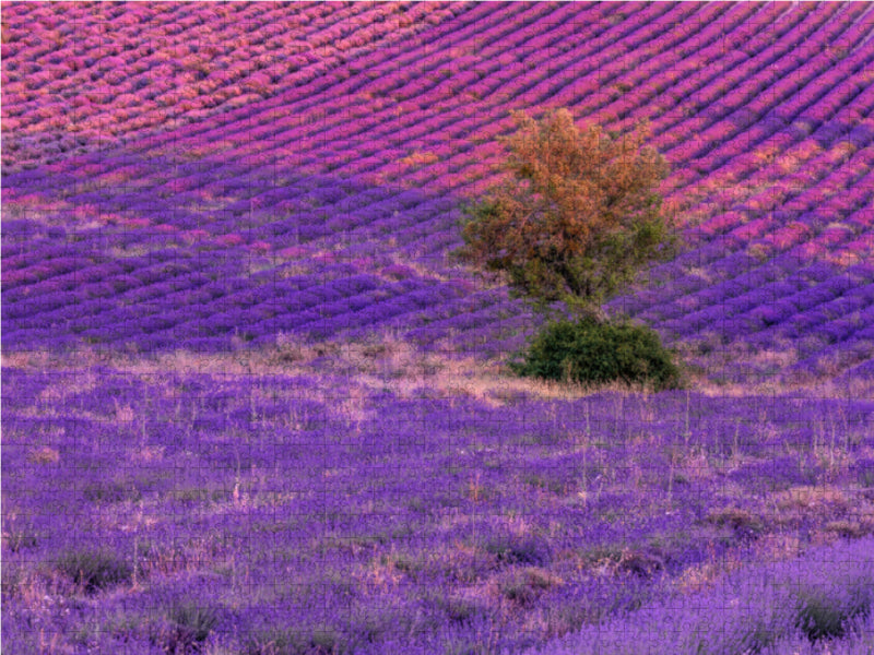 Baum in Lavendelfeldern in Ferrassières - CALVENDO Foto-Puzzle - calvendoverlag 29.99