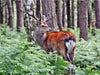 Der Sikahirsch - Der kleine Asiat in unseren Wäldern - CALVENDO Foto-Puzzle - calvendoverlag 29.99