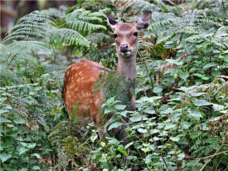 Der Sikahirsch - Der kleine Asiat in unseren Wäldern - CALVENDO Foto-Puzzle - calvendoverlag 29.99