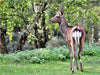 Der Sikahirsch - Der kleine Asiat in unseren Wäldern - CALVENDO Foto-Puzzle - calvendoverlag 29.99