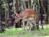 Der Sikahirsch - Der kleine Asiat in unseren Wäldern - CALVENDO Foto-Puzzle - calvendoverlag 29.99