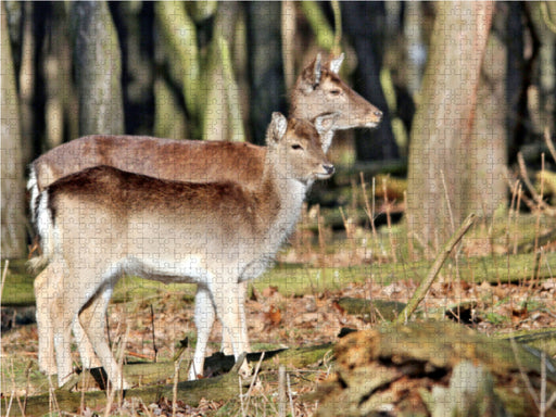 Der Sikahirsch - Der kleine Asiat in unseren Wäldern - CALVENDO Foto-Puzzle - calvendoverlag 29.99