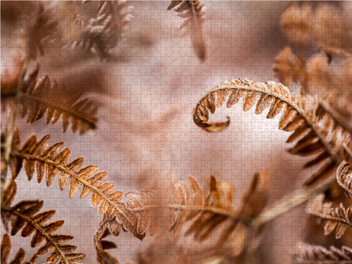 Wurmfarn (Dryopteris filix-mas) - CALVENDO Foto-Puzzle - calvendoverlag 29.99