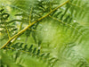 Adlerfarn (Pteridium aquilinum) - CALVENDO Foto-Puzzle - calvendoverlag 29.99