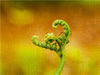 Adlerfarn (Pteridium aquilinum) - CALVENDO Foto-Puzzle - calvendoverlag 29.99