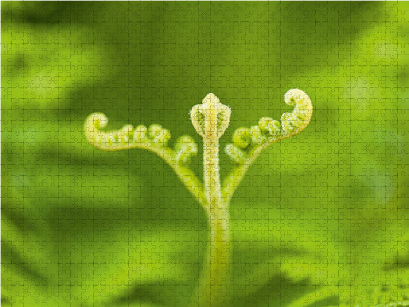 Adlerfarn (Pteridium aquilinum) - CALVENDO Foto-Puzzle - calvendoverlag 29.99