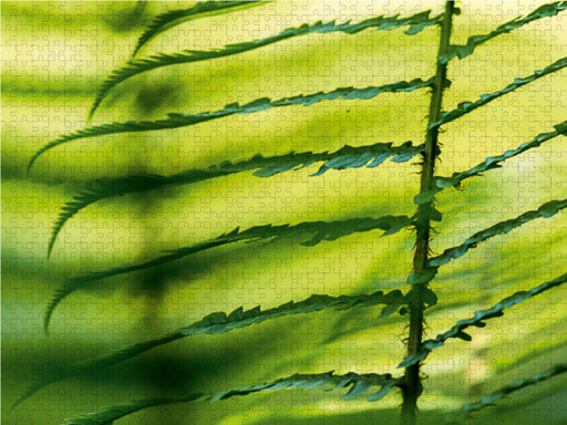 Wurmfarn (Dryopteris filix-mas) - CALVENDO Foto-Puzzle - calvendoverlag 29.99