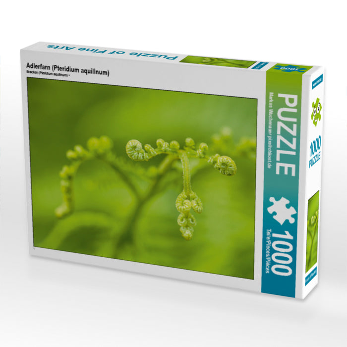 Adlerfarn (Pteridium aquilinum) - CALVENDO Foto-Puzzle - calvendoverlag 29.99