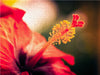 Hibiskus-Blüte, rot - CALVENDO Foto-Puzzle - calvendoverlag 49.99