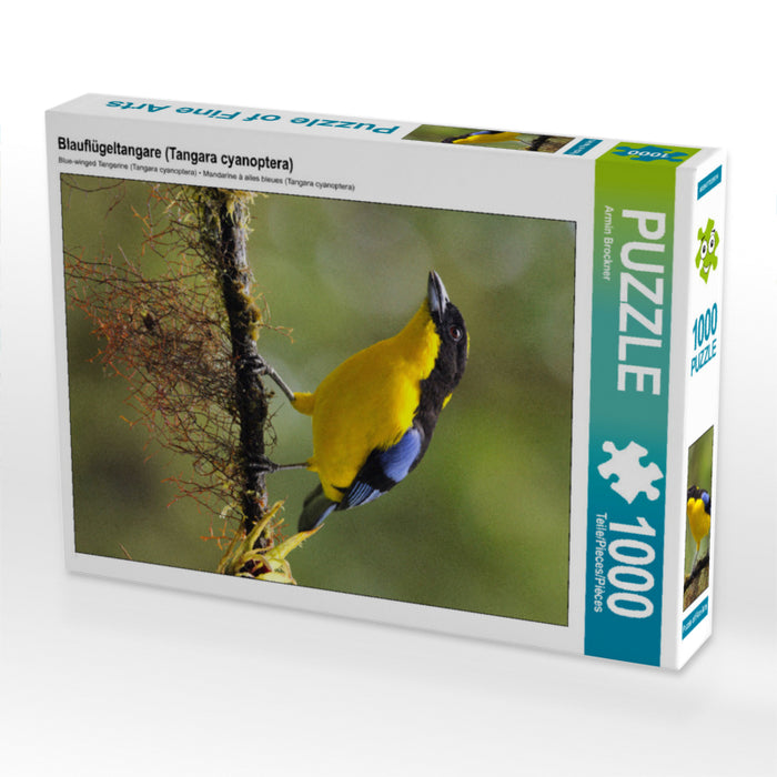 Blauflügeltangare (Tangara cyanoptera) - CALVENDO Foto-Puzzle