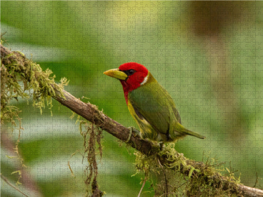 Anden-Bartvogel (Eubucco bourcierii) - CALVENDO Foto-Puzzle - calvendoverlag 29.99