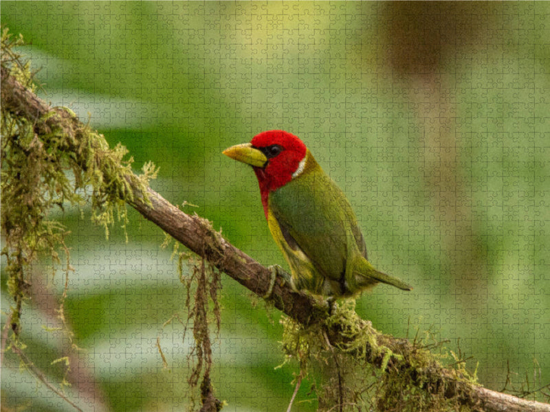 Anden-Bartvogel (Eubucco bourcierii) - CALVENDO Foto-Puzzle