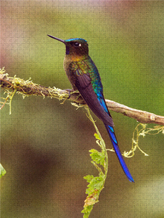 Sylphe céleste (Aglaiocercus kingii mocoa) - Puzzle photo CALVENDO 