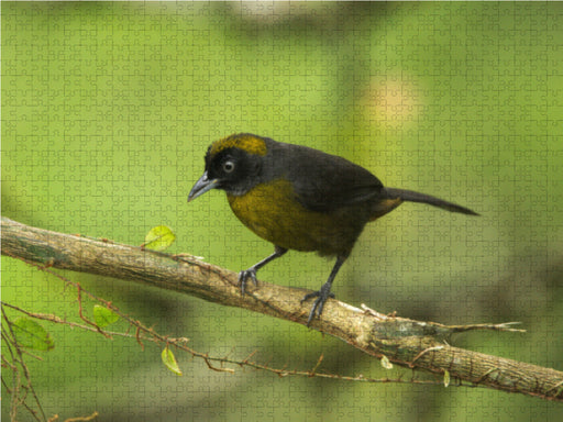 Rußgesichttangare (Mitrospingus cassinii) - CALVENDO Foto-Puzzle - calvendoverlag 29.99