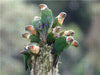 Birds of Ecuador - CALVENDO Foto-Puzzle - calvendoverlag 29.99