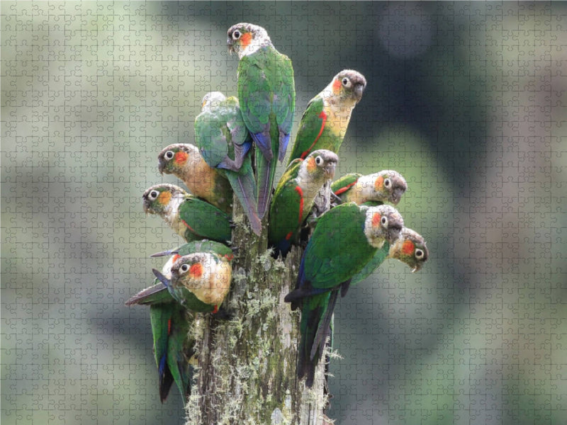 Oiseaux de l'Equateur - Puzzle photo CALVENDO 