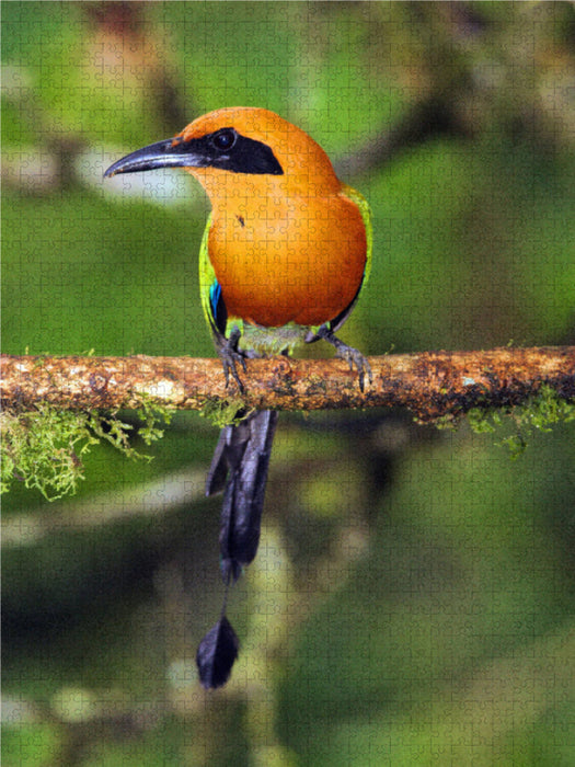 Zimtbrustmotmot (Baryphthengus martii) - CALVENDO Foto-Puzzle