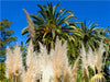 Cortaderia selloana (Pampasgras) - CALVENDO Foto-Puzzle - calvendoverlag 29.99